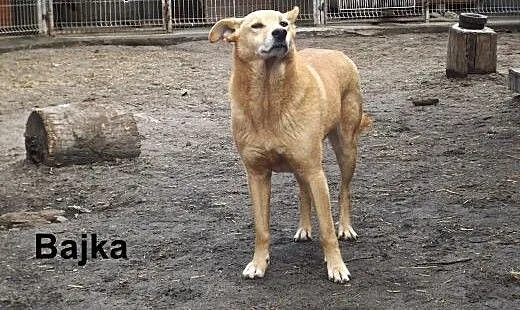 Idealne psiaki dla osób aktywnych, dolnośląskie W