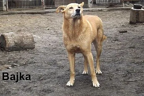 Idealne psiaki dla osób aktywnych,  dolnośląskie W