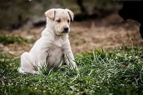3 CUDOWNE  BISZKOPTY - 6 tyg. szczeniaki do PILNEJ ADOPCJI.,  małopolskie Kraków