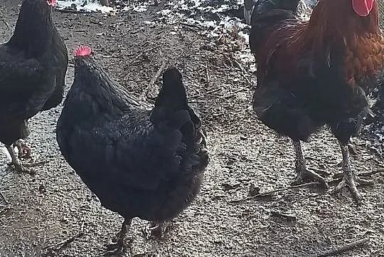 Jaja wylęgowe kur marans, Sztutowo