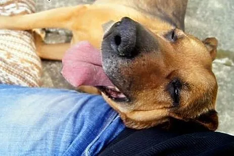 Scooby koleny raz szuka domu...,  Kundelki cała Po