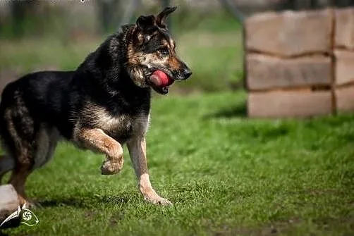 Leo - owczarkowaty, puchaty i szalenie kumaty;) , 