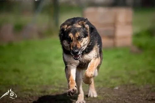 Leo - owczarkowaty, puchaty i szalenie kumaty;) , 