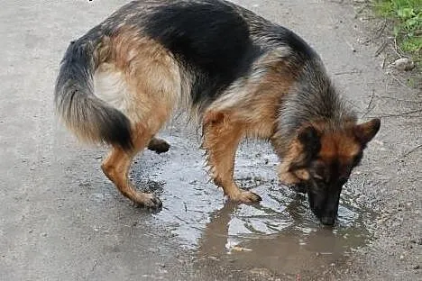 Owczarek długowłosy - do adopcji,  dolnośląskie Wr