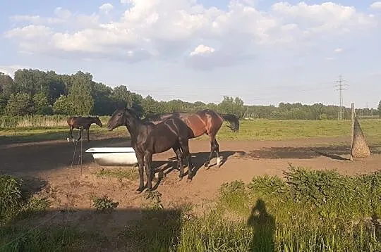 Ogierek 2 letni Deutsche Sport Pferde, Jejkowice