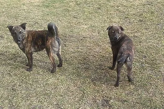 Dwa cudnie umaszczone SZCZENIAKI, nieduże maluchy szukają domów!