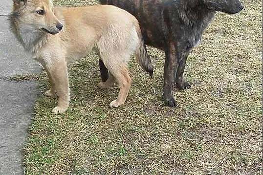 Dwa cudnie umaszczone SZCZENIAKI, nieduże maluchy 