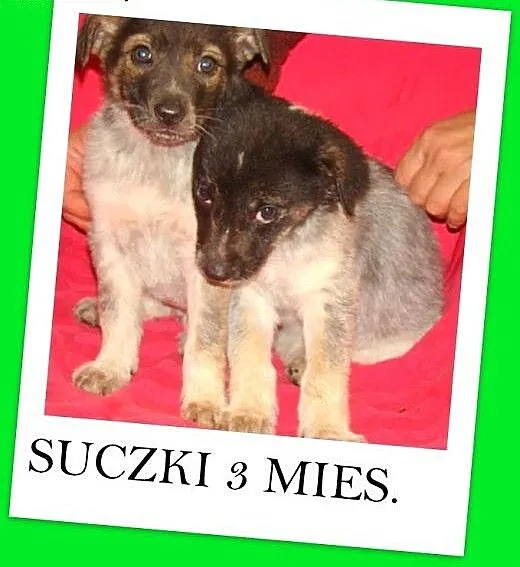 AISZKI,szczeniaki 3 mies. suczki 16 kg docelowo,ró
