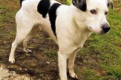 ŁACIO - kochany, łagodny psiak nie odnajduje się w schronisku, PILNA ADOPCJ