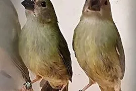 Papuzik Forbesa samica.Astryld Astryldy