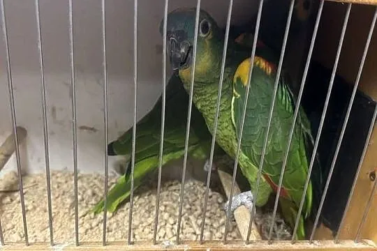 Amazonka Niebieskoczelna dorosła para, Wielkopolskie, Pawłowice