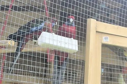 Para lęgowa Rozelle królewskie, Śląskie, Wodzisław Śląski