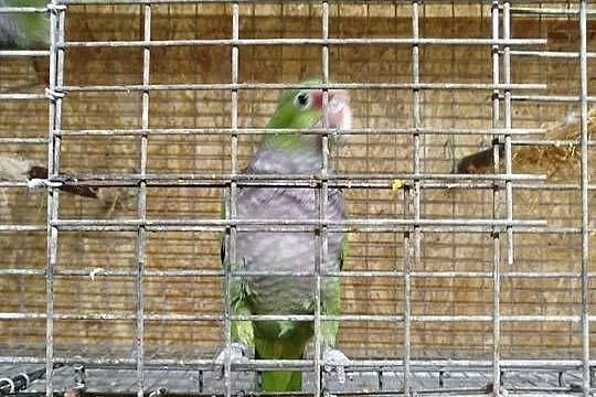 Amazonka lilioglowy, Mazowieckie, Siedlce
