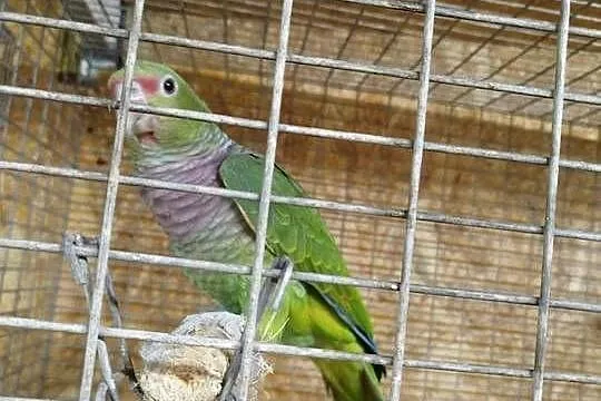 Amazonka lilioglowy, Mazowieckie, Siedlce