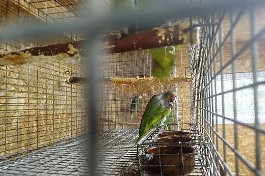 Amazonka lilioglowy, Mazowieckie, Siedlce