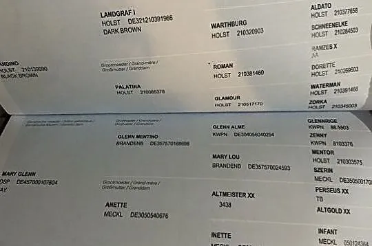 Wałach do rekreacji/małego sportu po Landino, Wielkopolskie, Gniezno
