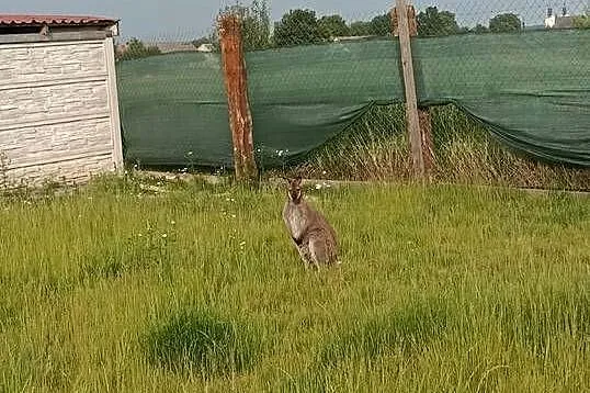 Sprzedam kangura, Świętokrzyskie, Konieczno