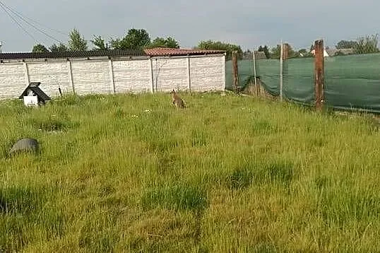 Sprzedam kangura, Świętokrzyskie, Konieczno