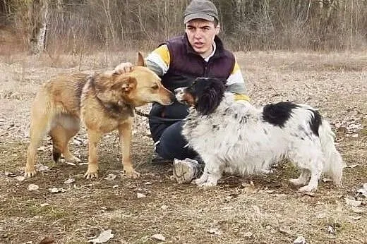 Kaja Młoda cudowna sunia szuka kochającego domku n