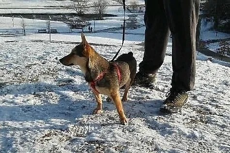 Chałka - cudowna sunia SZUKA DOMKU! :)