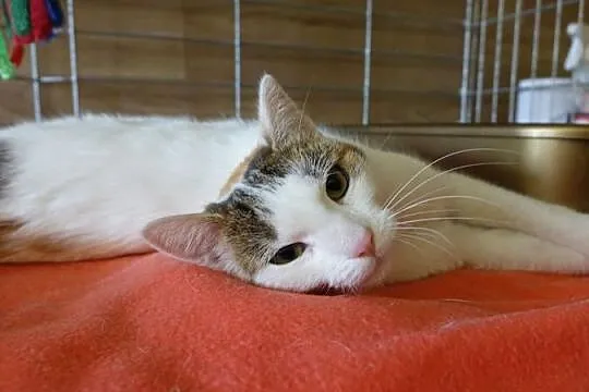 Karolcia - kotka w kropki