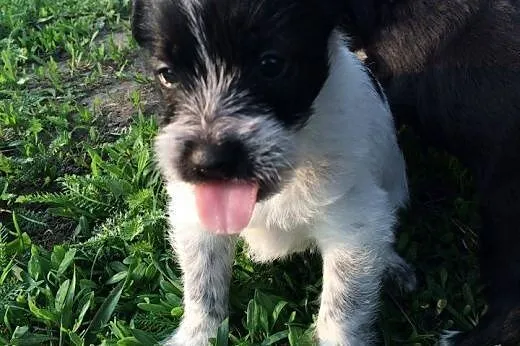 Milka do adopcji szczeniak docelowo mała,  mazowieckie Warszawa