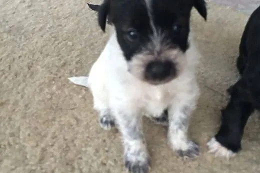 Milka do adopcji szczeniak docelowo mała,  mazowie