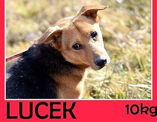 Lubi piłeczki,mały,łagodny,spokojny piesek LUCEK.A