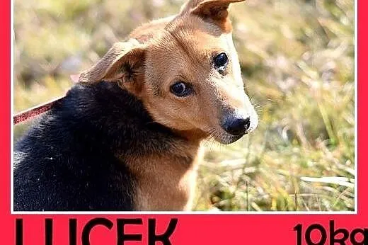 Lubi piłeczki,mały,łagodny,spokojny piesek LUCEK.A