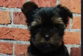 Yorkshire terrier  do odbioru chlopak z rodowodem