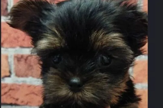 Yorkshire terrier  do odbioru chlopak z rodowodem, , Skarszewy