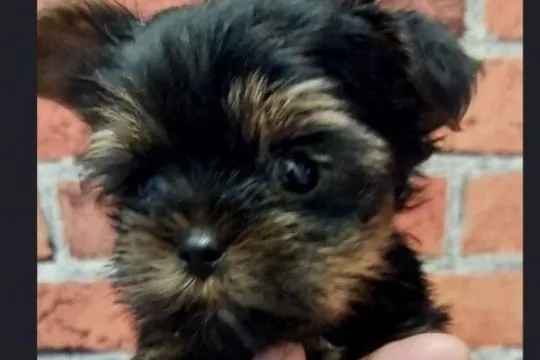 Yorkshire terrier  do odbioru chlopak z rodowodem, , Skarszewy