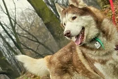 Timur - piękny psiak w typie husky szuka domu,  ma