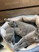 ..Kocieta brytyjskie koteczki......................