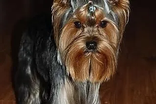 Reproduktor, krycie Yorkshire Terrier czarno-stalo