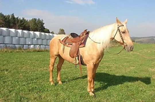 Sprzedam Konia