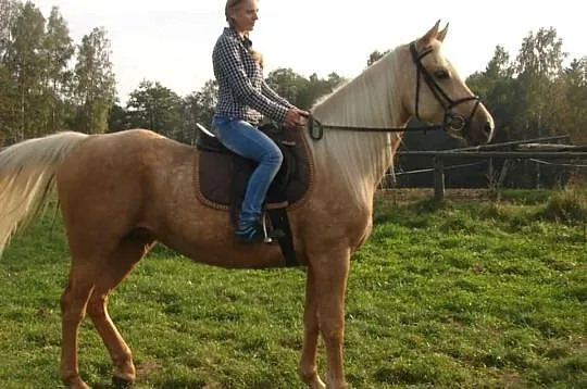Sprzedam Konia