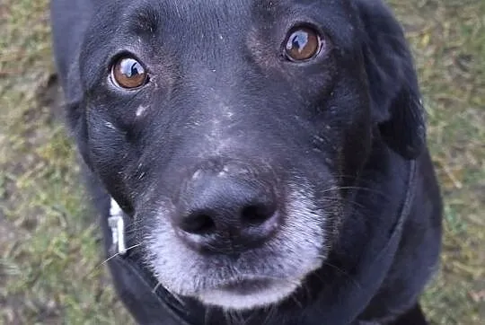 OTOZ Animals Dąbrówka - Brego to piękny psiak o złotym sercu., Pomorskie, Gdańsk