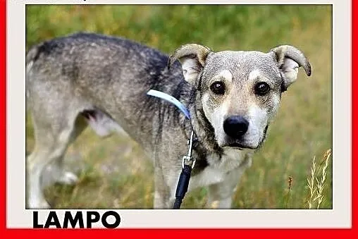 LAMPO,średni,przyjazny,łagodny,towarzyski piesek.A