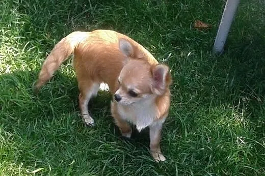 Chihuahua długowłosy- mini szczeniaczek,  śląskie 