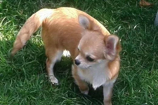 Chihuahua długowłosy- mini szczeniaczek,  śląskie 