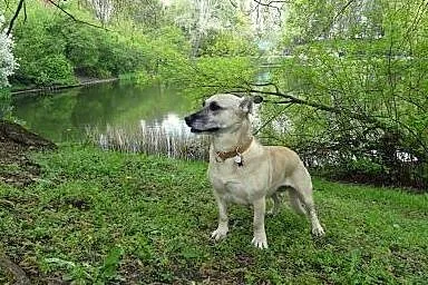 Fiona &#8211; czas na nowe życie,  Kundelki ca