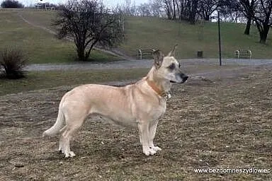 Fiona &#8211; czas na nowe życie,  Kundelki ca