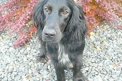 NESKA młodziutka spanielka szuka ciepłego, odpowiedzialnego domu,  śląskie Katowice