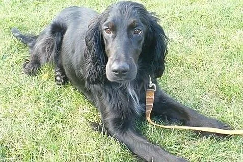 NESKA młodziutka spanielka szuka ciepłego, odpowie