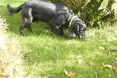NESKA młodziutka spanielka szuka ciepłego, odpowie