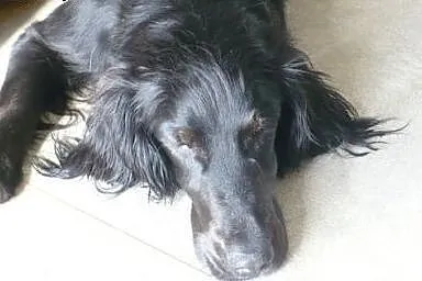 NESKA młodziutka spanielka szuka ciepłego, odpowie