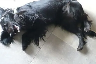 NESKA młodziutka spanielka szuka ciepłego, odpowie