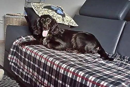 NESKA młodziutka spanielka szuka ciepłego, odpowie