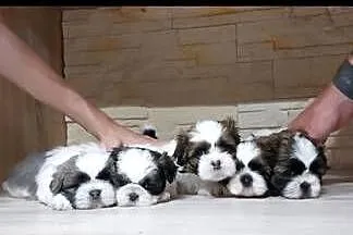 Shih-tzu